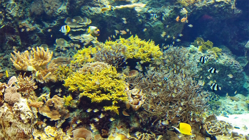 サンゴ礁の海
