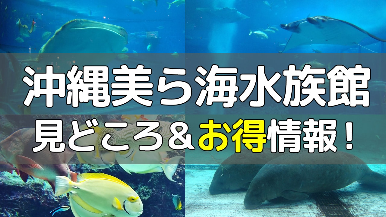 【沖縄旅行】美ら海（ちゅらうみ）水族館は見どころ満載！｜お得なチケット（割引料金）・営業時間・場所等をご紹介します