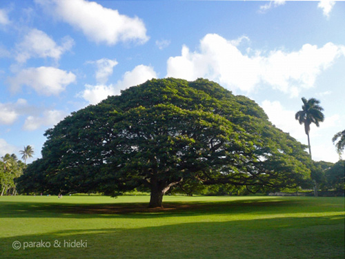 【ハワイ】日立のCMで有名な「この木なんの木」の名前は？場所は？｜行き方・入場料