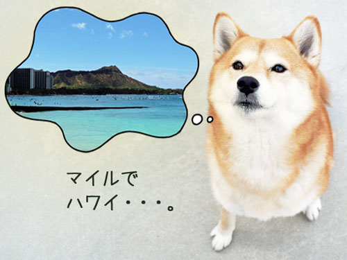 ハワイを夢見る犬
