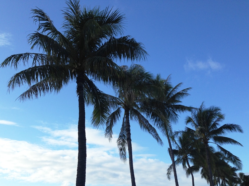 【ハワイ】1月・2月・3月の気候は？＜天気と気温や雨、服装やイベントについて＞